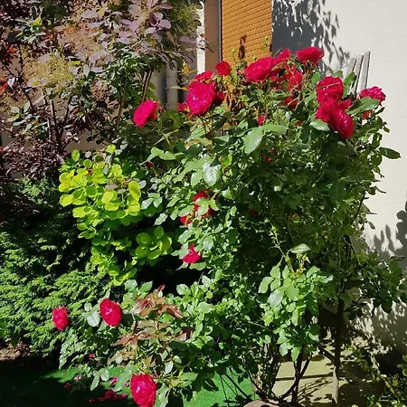 Apartament Tej Apartament