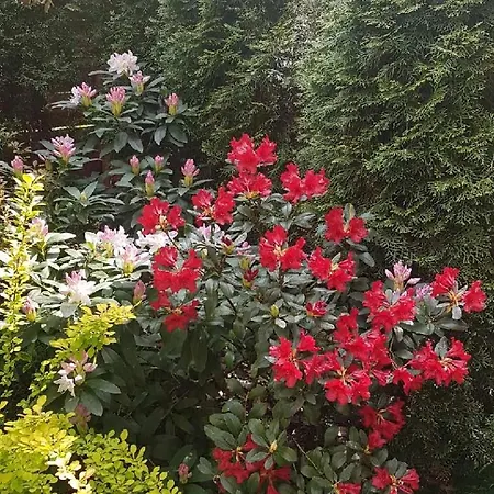 Apartament Tej *